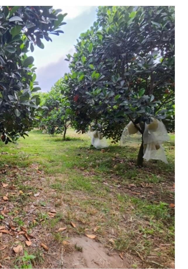 Đất 13 công Trường Long, Cần Thơ - Giá chỉ 8 tỷ, thương lượng tốt!