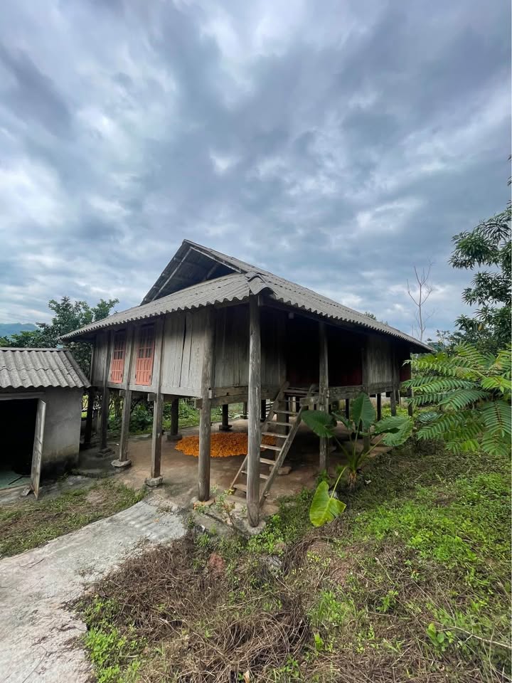 Farm 700m² Phú Vinh, Tân Lạc, Hòa Bình giá 400 triệu - Nhà sàn sẵn sàng ở ngay!