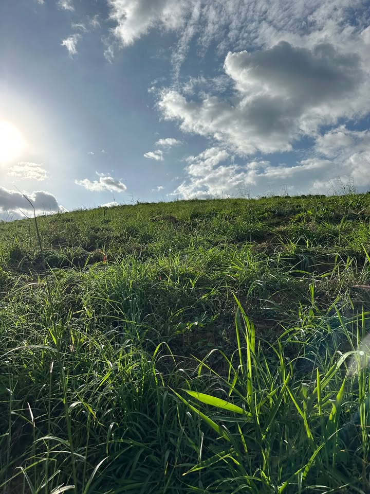 Đất nông nghiệp 2ha tại Sa Loong, Ngọc Hồi chỉ 800 triệu - Cơ hội đầu tư hấp dẫn!