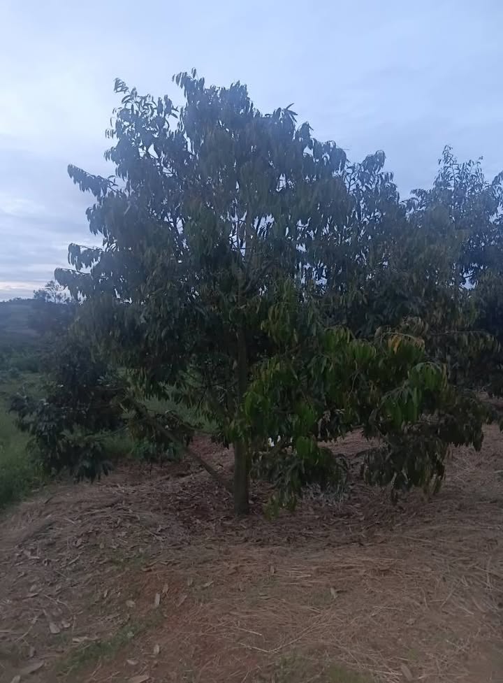 Farm 1.2ha tại Thôn 8, Ea Khal, Đắk Lắk - Đầu tư sinh lời với vườn cây ăn trái