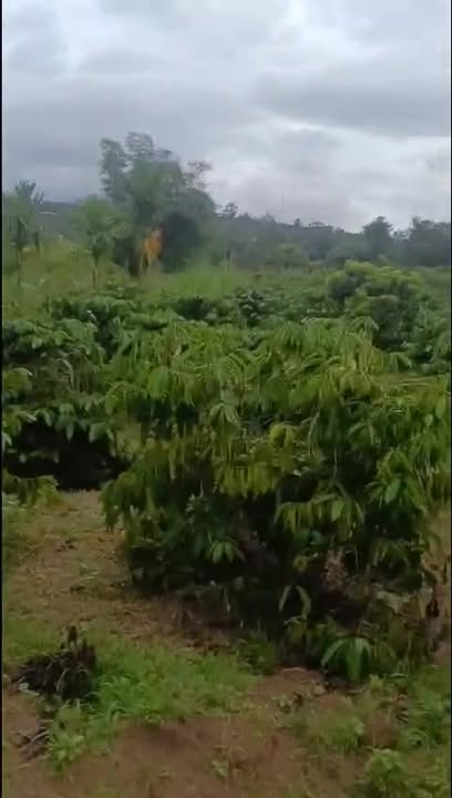 Farm Ea Lai M'Đrăk 2,4ha giá 1,6 tỷ - Đầu tư sinh lời ngay!