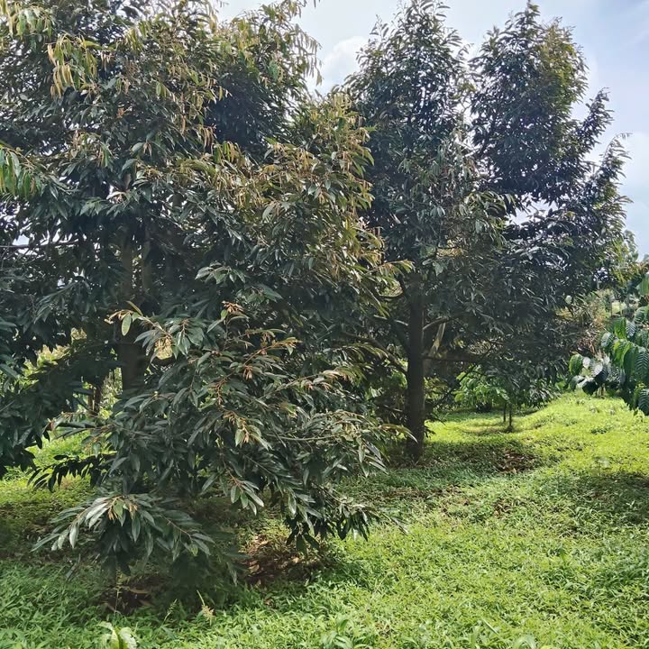 Đất nông nghiệp 1,6ha tại Ea Ral, Đắk Lắk - Sầu riêng 8 năm tuổi, giá chỉ 4.83 tỷ!