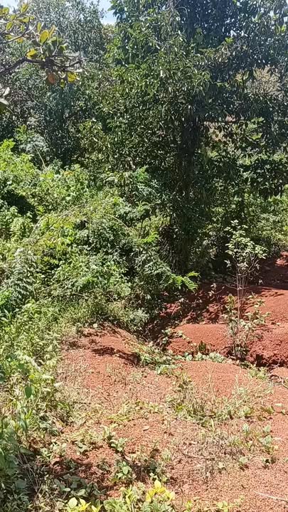 Farm 2ha3 tại Ia Chía, Gia Lai giá 1.2 tỷ - Cơ hội đầu tư hấp dẫn!