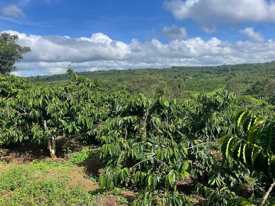 Farm 2,4ha tại Ea Khal, Đắk Lắk giá chỉ 2,95 tỷ - Đầu tư sinh lời ngay!