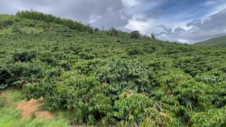 Farm 1.6ha tại Mang Yang, Gia Lai giá 2.5 tỷ - Đầu tư sinh lời ngay!