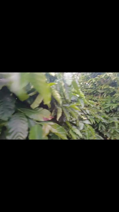 Đất nền 1,5ha xã Đức An, Lâm Đồng giá 3,2 tỷ - Tiềm năng đầu tư lớn!