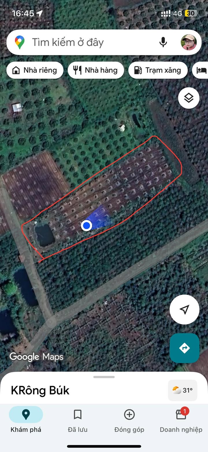 Farm tại Cư Huê, Ea Kar 3,8 sào giá chỉ 500 triệu - Chắc chắn đầu tư sinh lời!