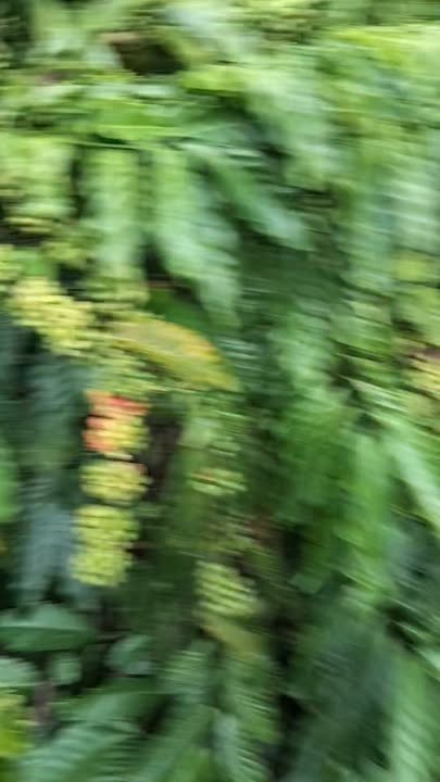 Đất Farm Ea Sin Krông Búk 14000m² giá 4 tỷ - Cơ hội đầu tư sinh lời nhanh!