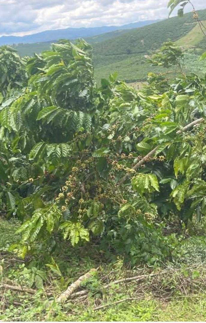 Đất nền Lộc Đức, Bảo Lâm 4600m² giá 1.95 tỷ - Sổ hồng chính chủ, thương lượng ngay!