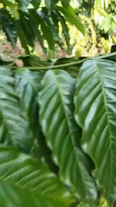 Farm 1.4ha tại Ea Khăl, Đắk Lắk giá 2 tỷ - Đất đẹp, sẵn cà phê thu hoạch!