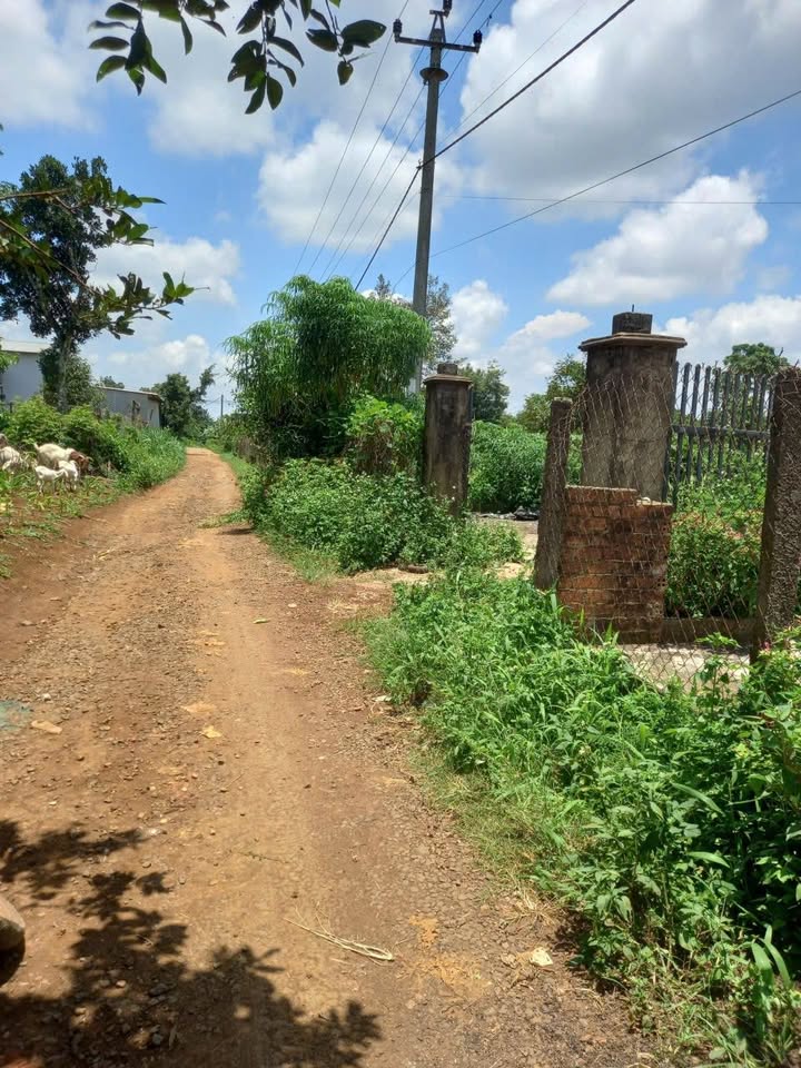 Đất nền xã Ea Tul, Cư M'gar, Đắk Lắk 520m² - Sổ đỏ chính chủ, giá chỉ 749 triệu!