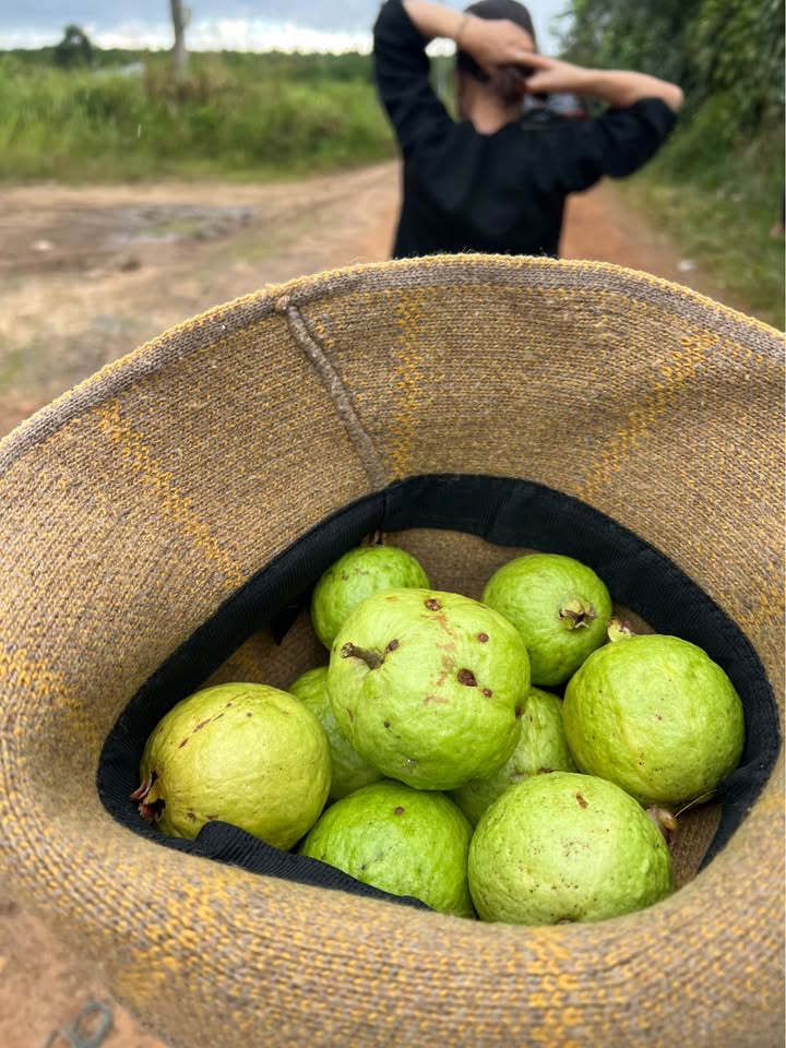 Nhà cấp 4 Bảo Lộc 132m² giá 1.2 tỷ - Cơ hội sở hữu ngay!