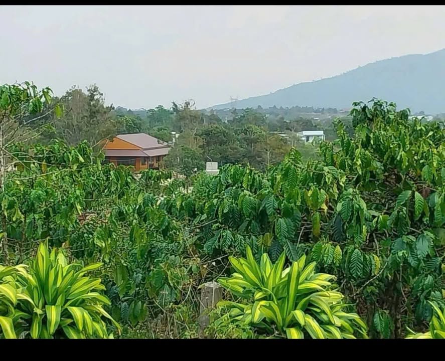 Đất nền Lộc Châu Bảo Lộc 1915m² giá 1.6 tỷ - Đầu tư sinh lời ngay!