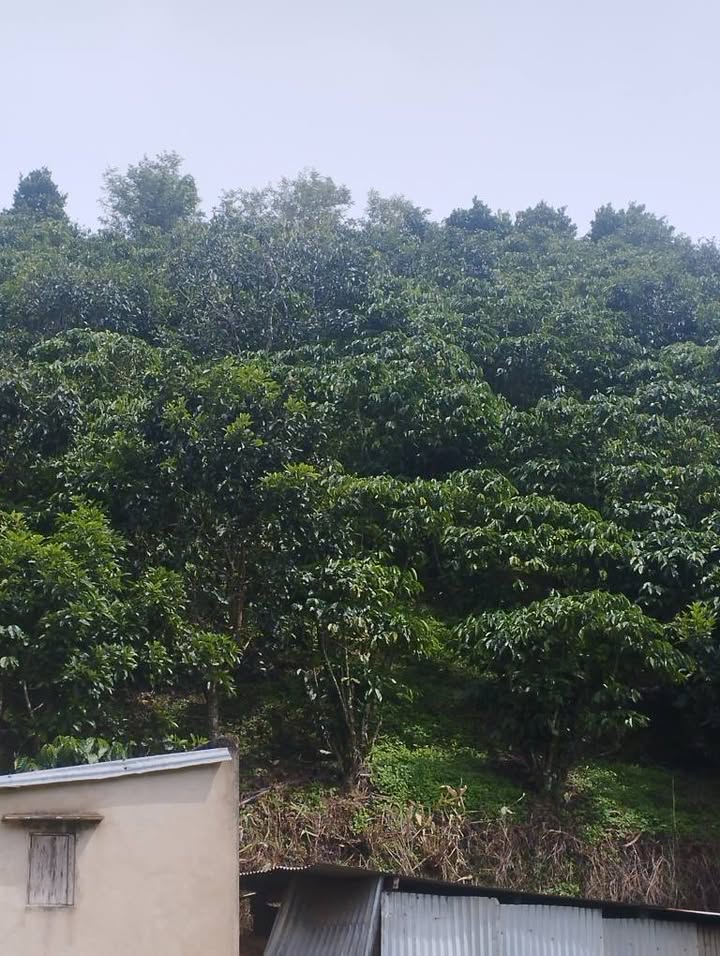 Đất nền Tiền Yên, Lộc Đức 10.000m² giá 2.52 tỷ - Sổ đỏ chính chủ