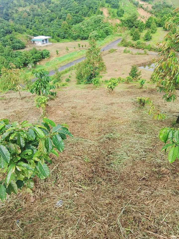 Đất nền Lộc Bắc Bảo Lâm 360m² giá chỉ 250 triệu - Đầu tư sinh lời nhanh!