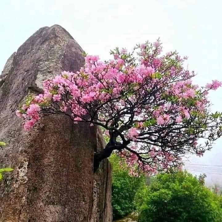 Đất nền Liên Sơn Lương Sơn 1900m² giá 2.47 tỷ - Sổ hồng chính chủ, ô tô vào tận nơi!