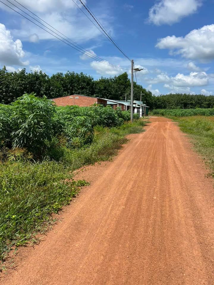 Đất thổ cư Tân Hiệp, Tân Châu 150m² giá chỉ 200 triệu - Cơ hội đầu tư tuyệt vời!