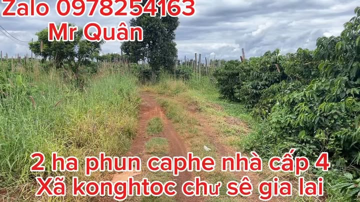 Farm 2ha tại xã Kong Htok, huyện Chư Sê, Gia Lai giá 4.2 tỷ - Nhà cấp 4, điện nước đầy đủ!