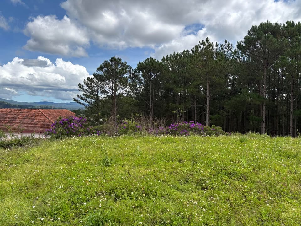 Đất đẹp xã Lát - Lạc Dương 2100m² giá 1.6 tỷ - Săn mây lý tưởng!