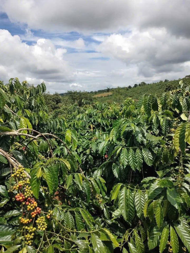 Đất nông nghiệp Ea Khal, 84,000m² giá 1.65 tỷ - Tiềm năng sinh lời cao!