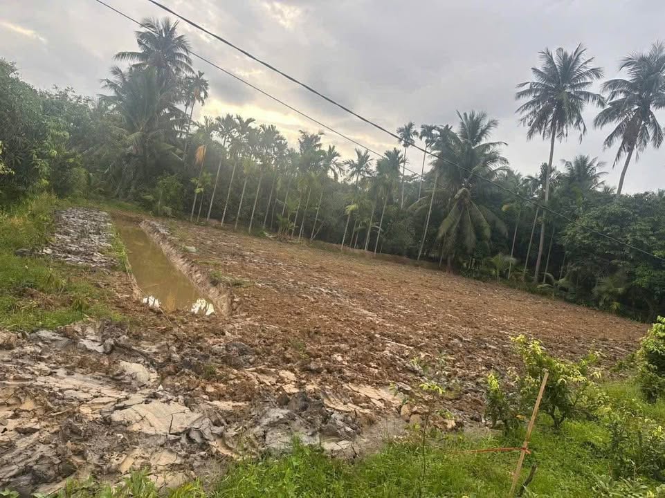 Đất thổ cư Tân Thiềng Chợ Lách 1198m² giá 550 triệu - Tiềm năng đầu tư cao!