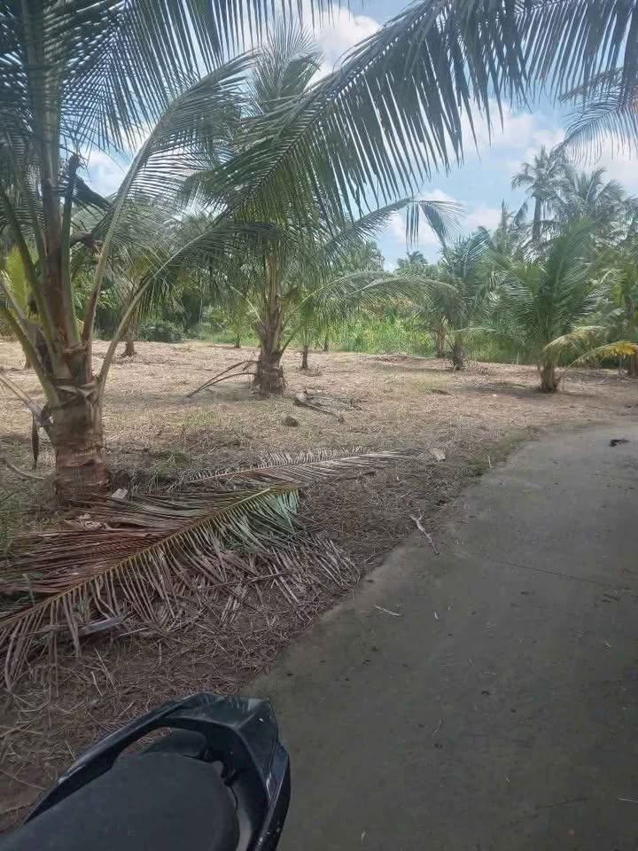 Đất vườn dừa Tân Thanh Giồng Trôm 986m² giá 420 triệu - Đường ô tô thuận tiện!