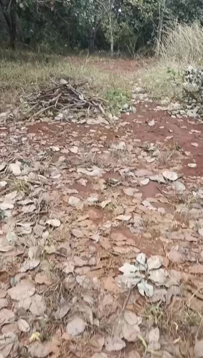 Đất Farm 3ha tại Đồng Tâm, Đồng Phú - Giá chỉ 3.5 tỷ, đầu tư sinh lời!