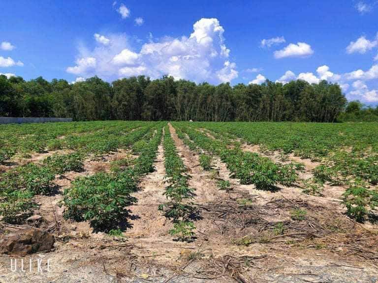 Đất nền Vĩnh Thanh Nhơn Trạch 1366m² giá 9.835 tỷ - Cơ hội đầu tư vàng!