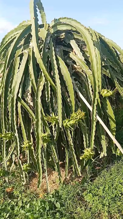 Bán vườn thanh long tại Hàm Minh, Hàm Thuận Nam, 20,000m² giá 6.3 tỷ - Đầu tư sinh lời ngay!