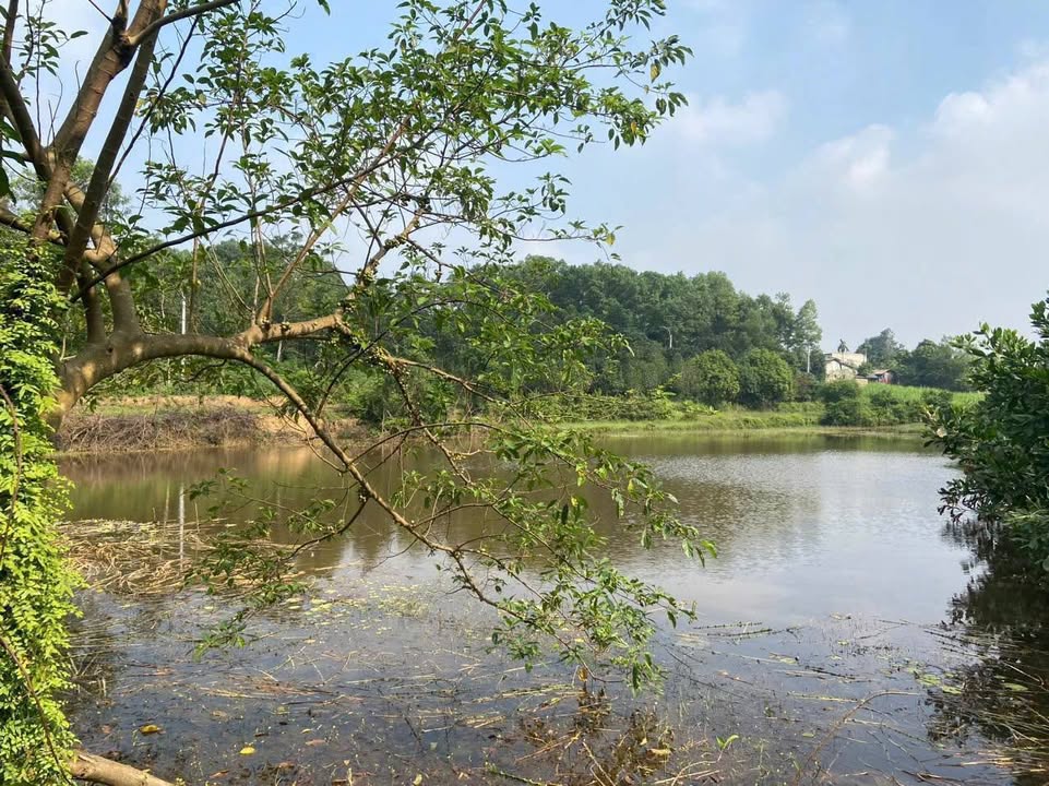 Đất farm 5.000m² tại Thanh Mỹ - Sơn Tây, chỉ 2 tỷ - Cơ hội đầu tư tuyệt vời!