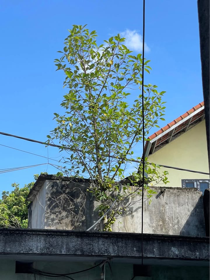 Nhà 3 tầng mặt đường Nguyễn Văn Cừ, Ninh Bình - Giá chỉ 9 tỷ, kinh doanh thuận lợi!