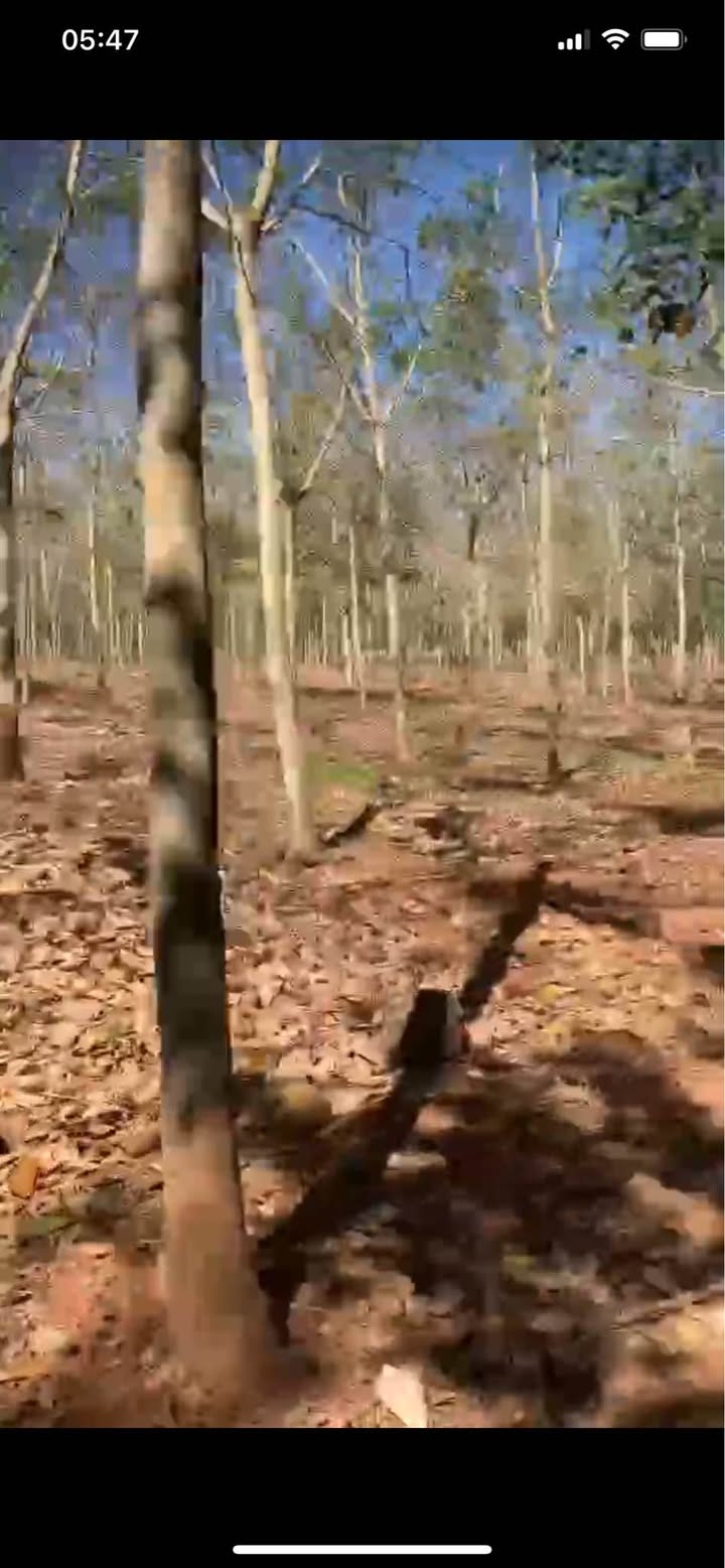 Farm cao su 6ha tại Tân Thành, Đồng Xoài giá 15 tỷ - Cơ hội đầu tư hấp dẫn!