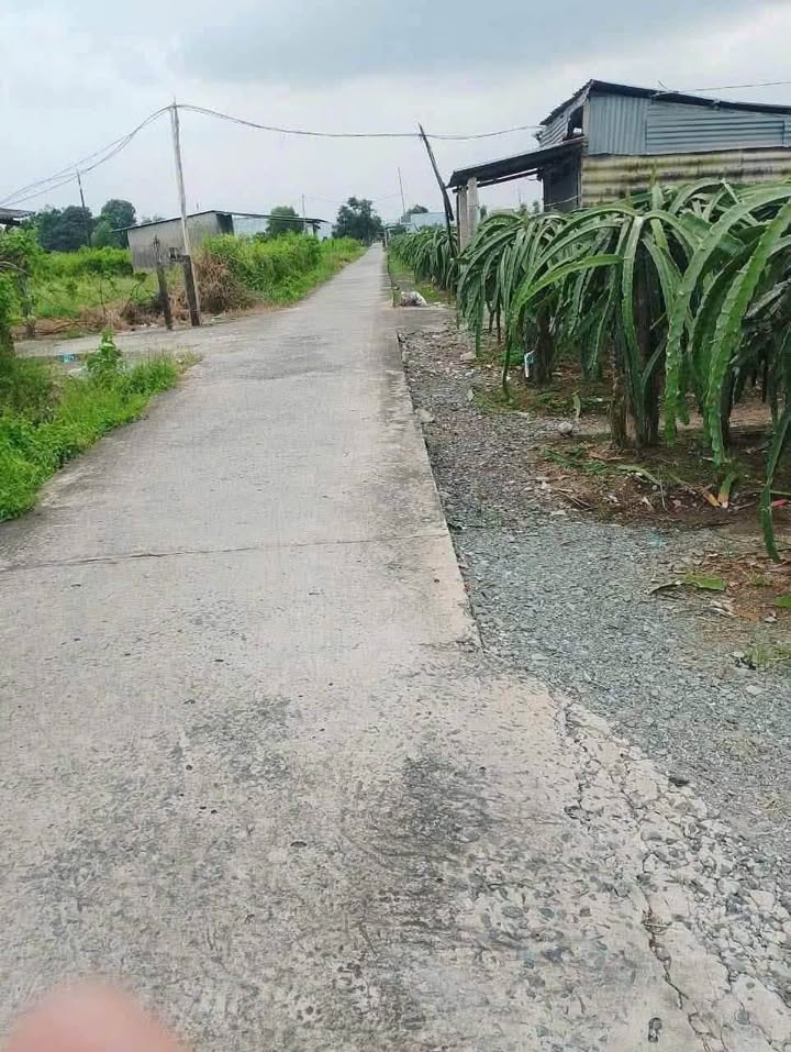 Đất lúa 1164m² Thanh Phú Long Châu Thành 550 triệu - Chính chủ cần bán gấp!