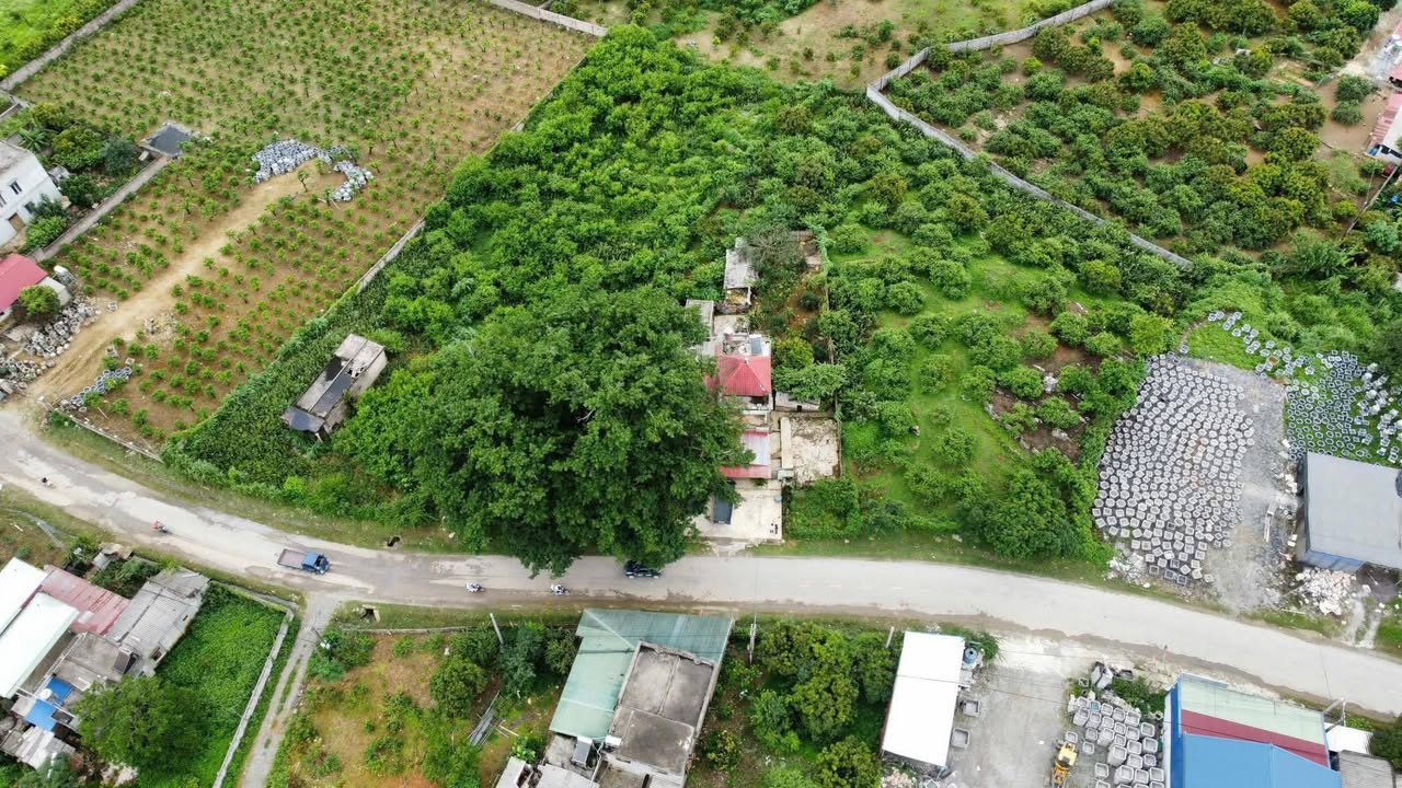 Đất Mộc Châu 3750m² mặt tiền 60m - Tiềm năng đầu tư lớn!