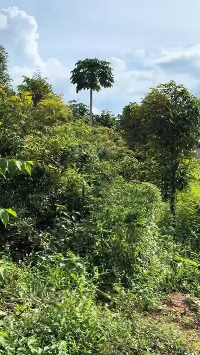 Đất nền An Linh, Phú Giáo 520m² - Vị trí đẹp, giá thỏa thuận hấp dẫn!