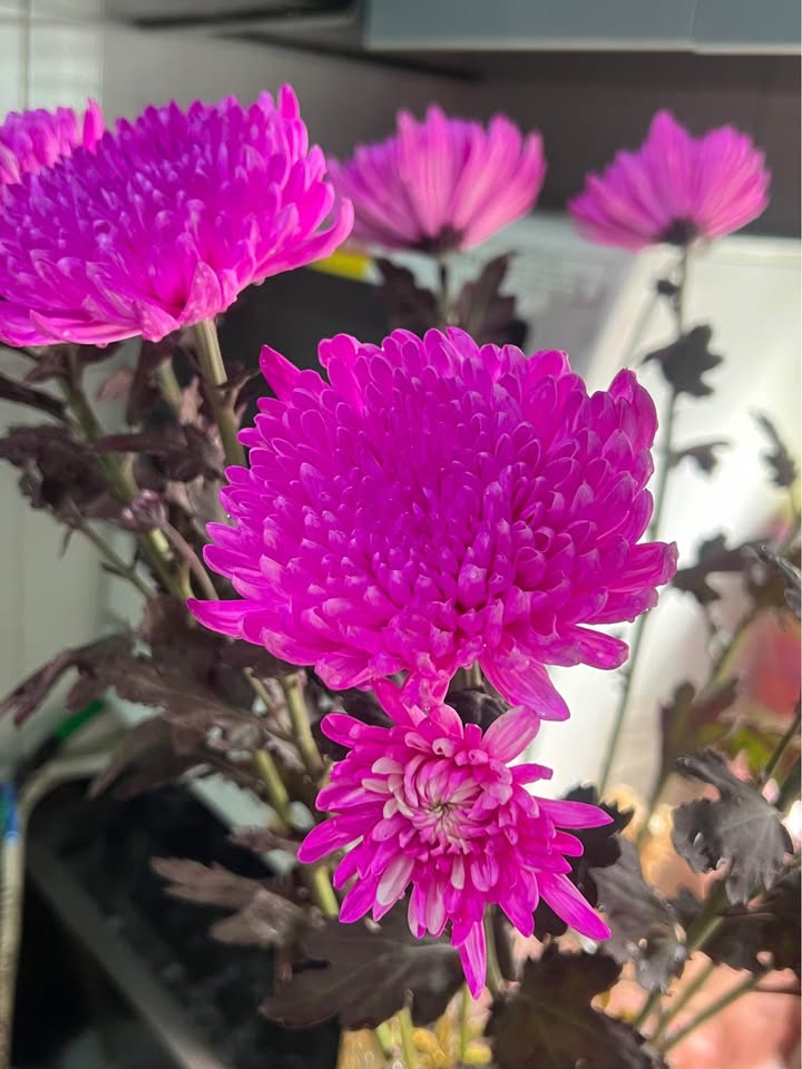 Đất Kim Sơn – Gia Lâm 109m² giá 5,8 tỷ - Tiềm năng đầu tư vượt trội!