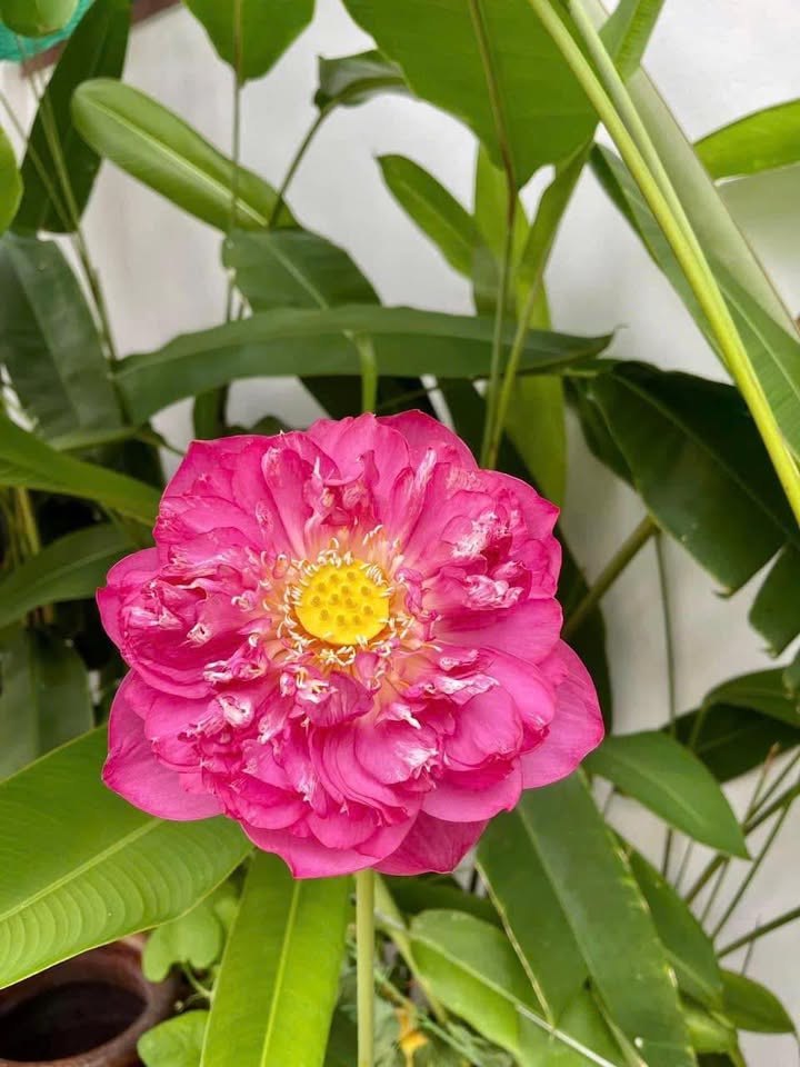 Đất nền 2 mặt tiền Võ Trường Toản, 60m² - Pháp lý sổ hồng chính chủ!