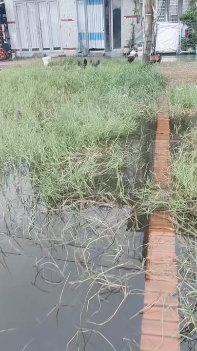 Đất nền Ấp Rừng Dầu, Đức Hòa, Long An 125m² giá 1.25 tỷ - Cơ hội đầu tư hiếm có!