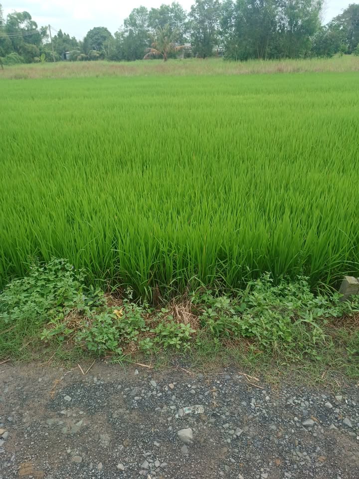 Đất nền Hòa Khánh Đông 105m² giá 650 triệu - Đường Đan Bàu Muồng, vị trí thuận lợi!