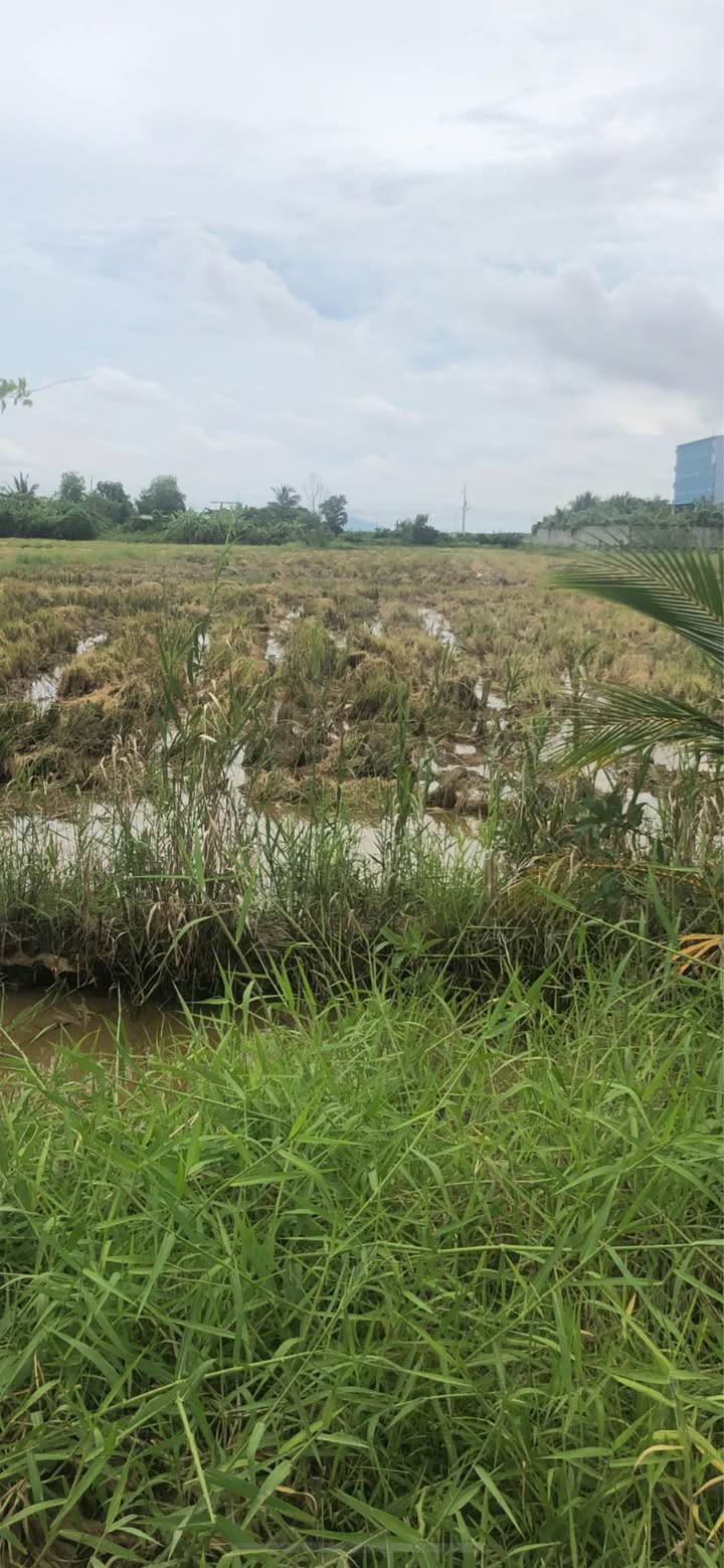 Đất nền 90.000m² mặt tiền đường Võ Trường Toản - Cơ hội đầu tư hiếm có!