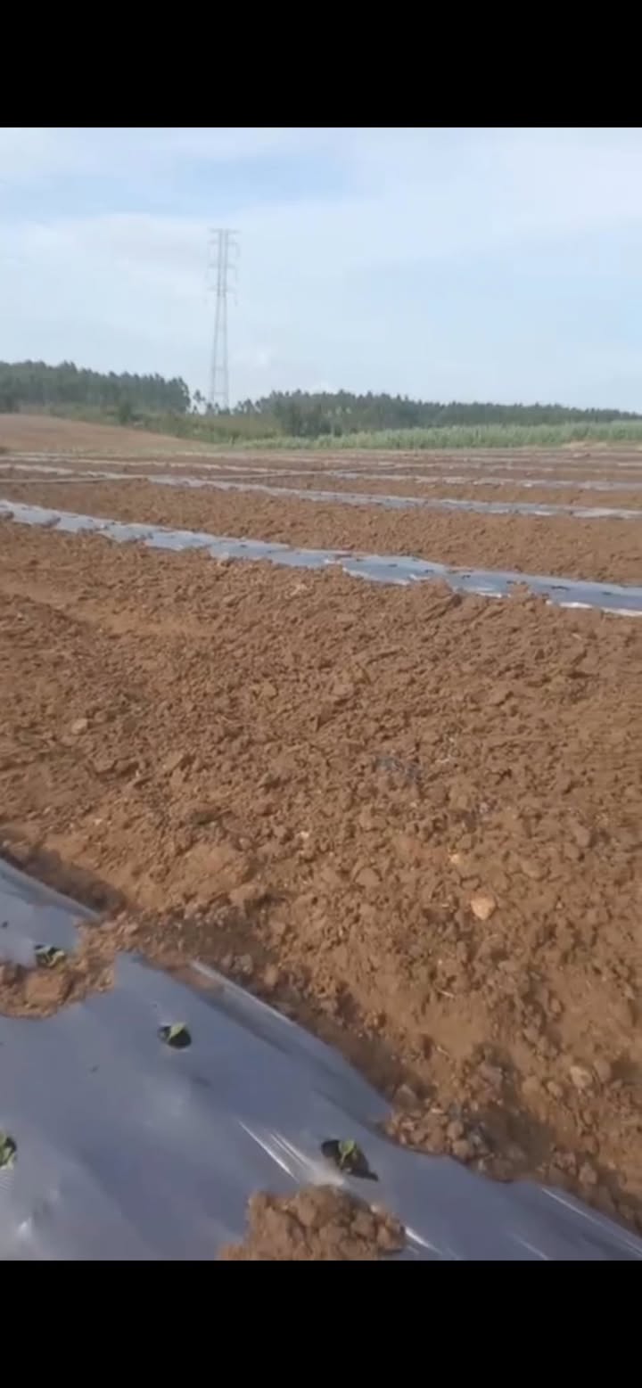 Đất nông nghiệp Kông Chro 6ha giá 1.75 tỷ - Đầu tư sinh lời cao!