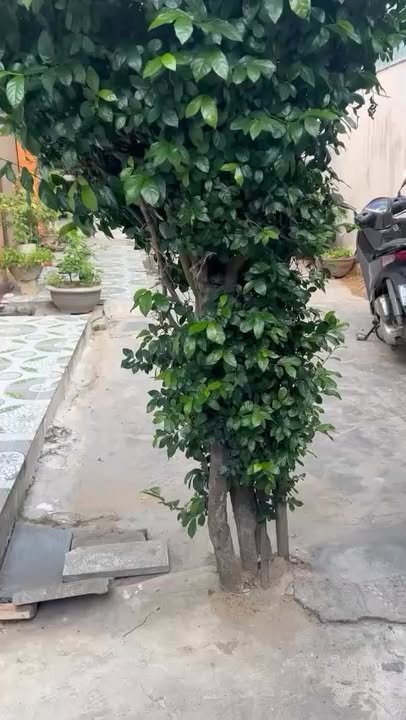 Nhà hẻm khu Hoa Lư Đống Đa 61.4m² giá 2.85 tỷ - Sổ hồng riêng, thương lượng!