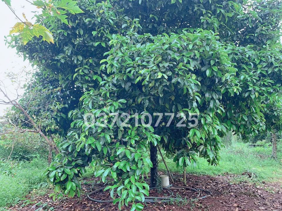 Đất vườn Nghĩa Thành 3245m² giá thỏa thuận - Phù hợp nghỉ dưỡng