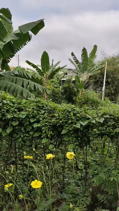 Đất vườn mặt tiền 40m tại Phước Vĩnh An, Củ Chi - Giá chỉ 2.6 tỷ!