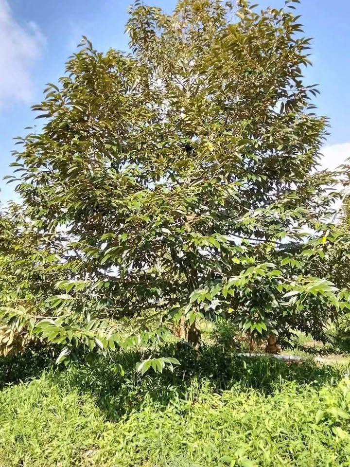 Đất tách thửa 20.000m² tại Phú An, Cai Lậy - Giá 1.5 tỷ, sẵn sàng giao dịch!