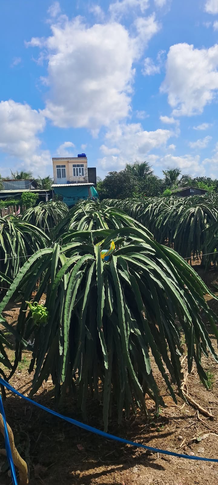 Đất nền Tân Thuận Bình, Chợ Gạo 2779m² giá 1.389 tỷ - Đầu tư sinh lời cực tốt!