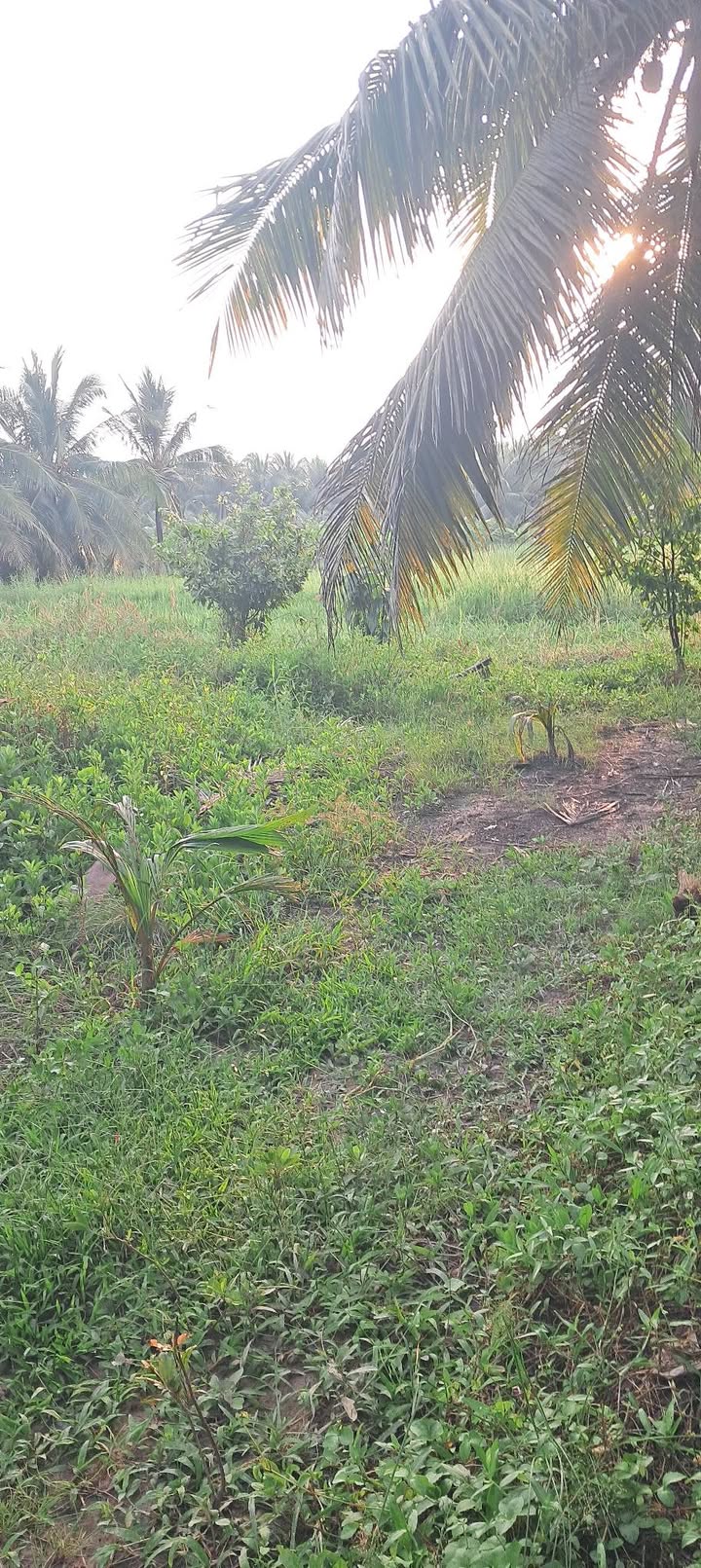 Đất nền Bình Ninh, Chợ Gạo, Tiền Giang 361m² - Mặt tiền nhựa, giá 500 triệu!