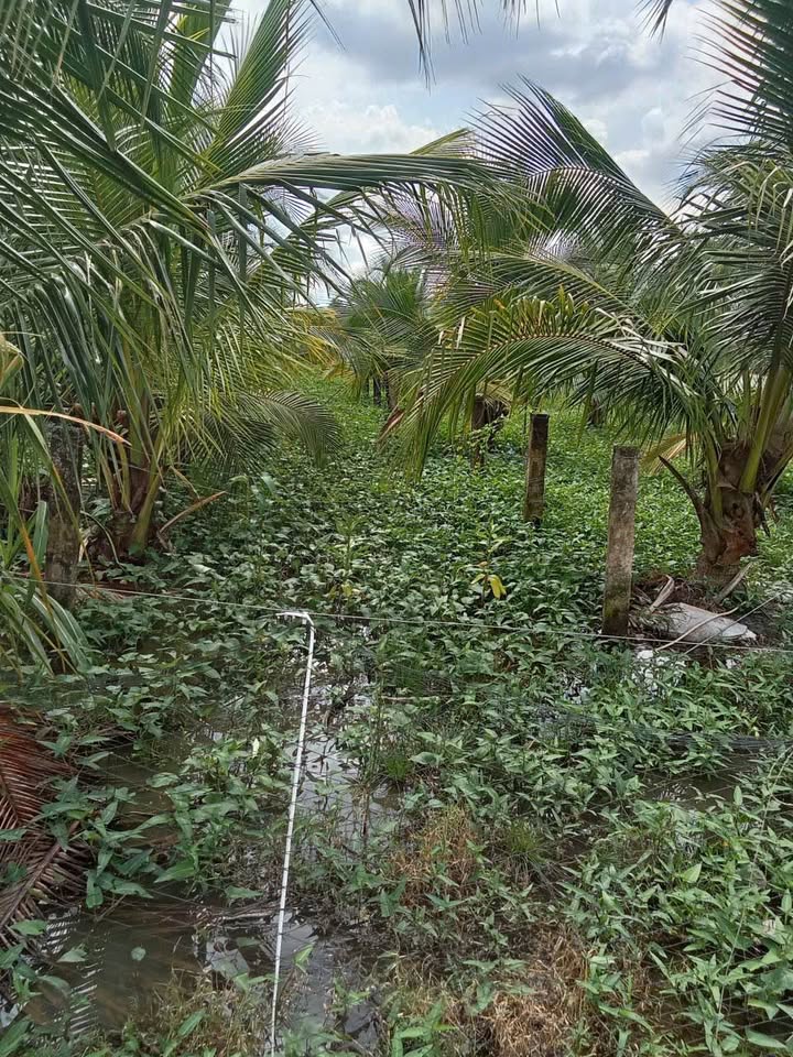 Đất vườn 1500m² Đăng Hưng Phước giá 510 triệu - Đầu tư sinh lời ngay!