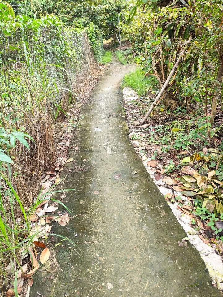 Đất vườn sầu riêng 1200m² giá chỉ 650 triệu - Sổ đỏ chính chủ