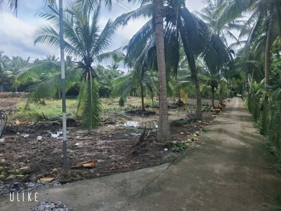 Đất nền chính chủ bán gấp tại xã Bình Trưng, Đồng Tháp - 150m² giá chỉ 300 triệu!